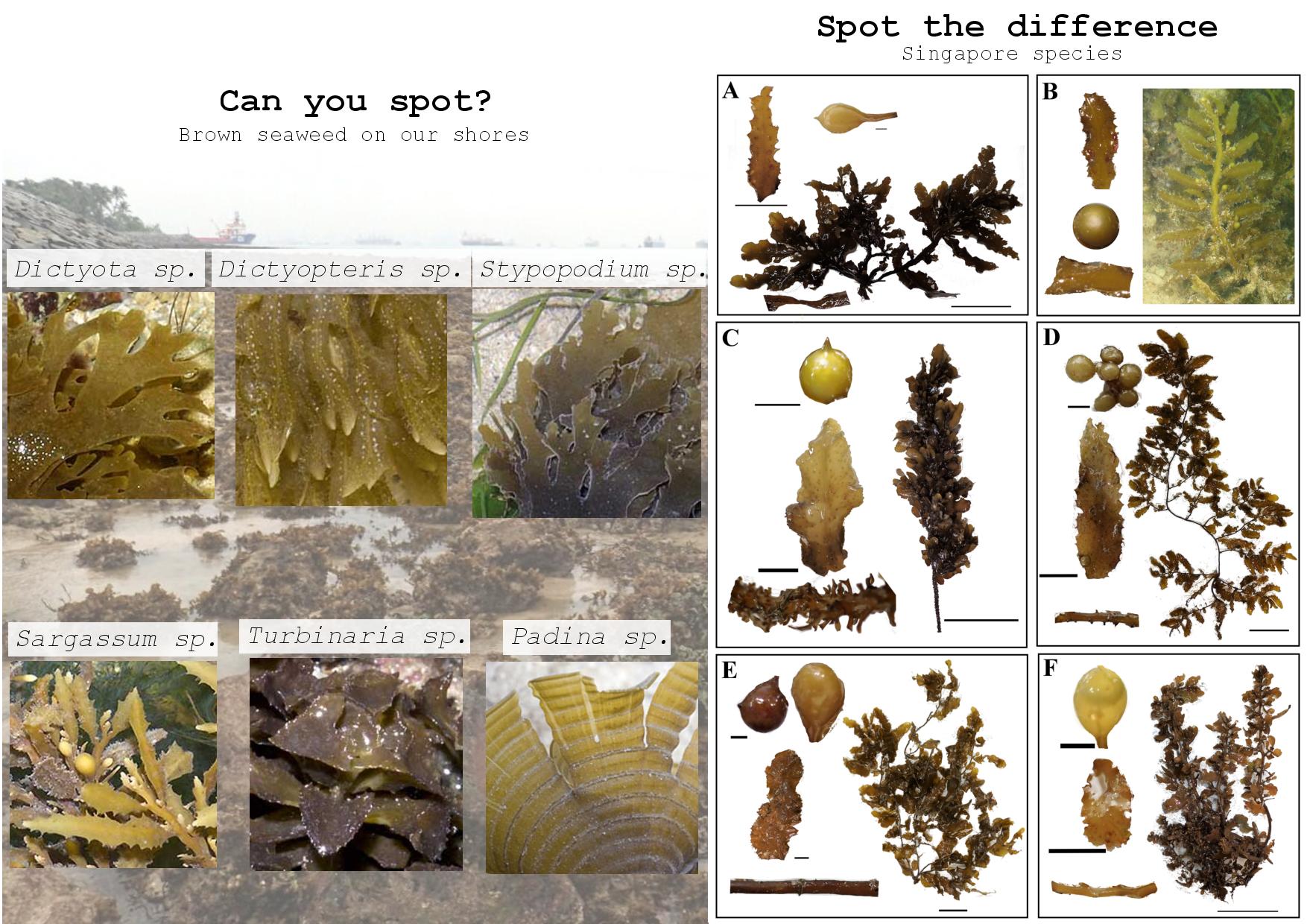 Detail Gambar Alga Sargassum Nomer 24