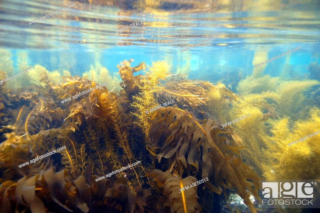 Detail Gambar Alga Sargassum Nomer 28