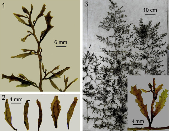 Detail Gambar Alga Sargassum Nomer 29