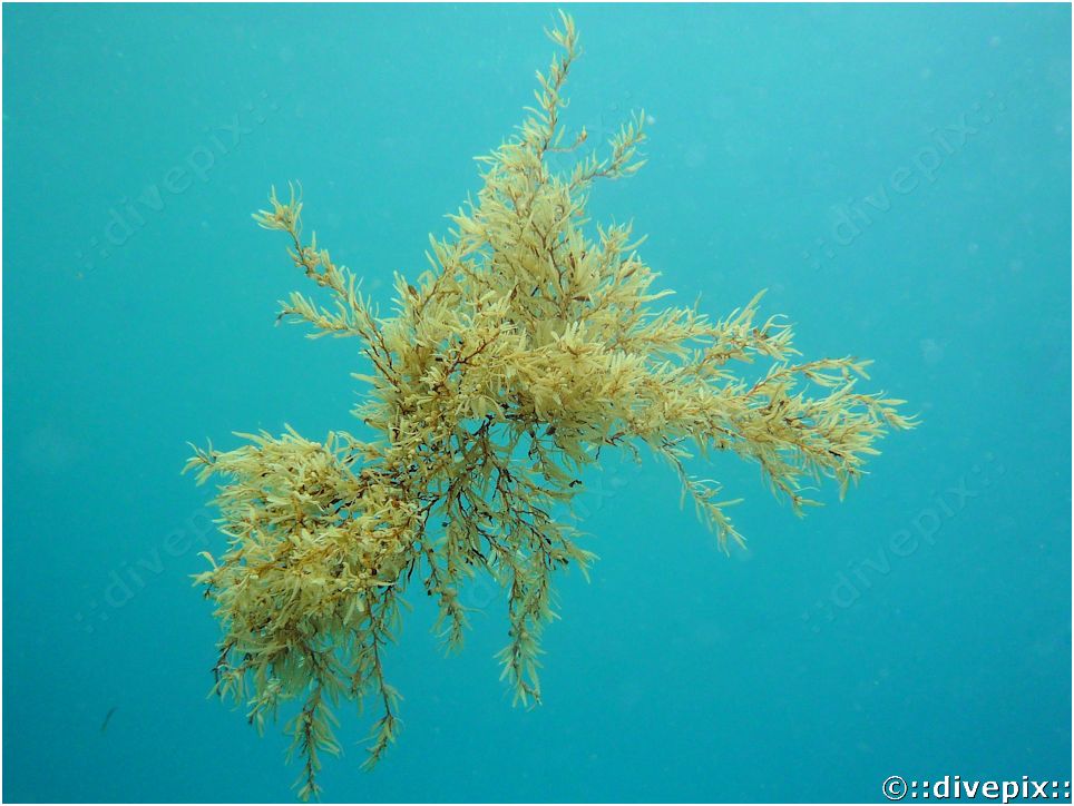 Detail Gambar Alga Sargassum Nomer 3