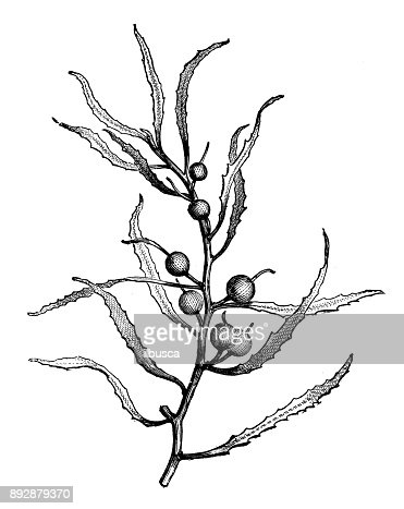 Detail Gambar Alga Sargassum Nomer 33