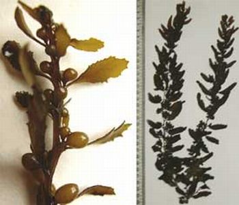 Detail Gambar Alga Sargassum Nomer 39