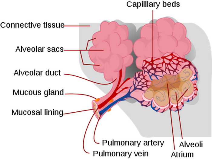 Detail Gambar Alveolus Manusia Nomer 2