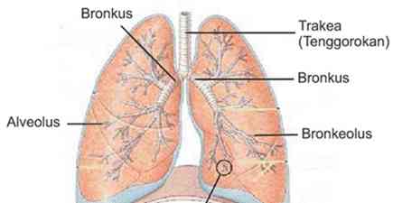 Detail Gambar Alveolus Manusia Nomer 11