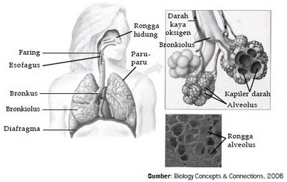 Detail Gambar Alveolus Manusia Nomer 16