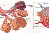 Detail Gambar Alveolus Manusia Nomer 28