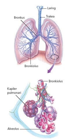 Detail Gambar Alveolus Manusia Nomer 43