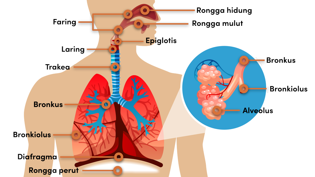 Detail Gambar Alveolus Sistem Pernapasan Manusia Nomer 9