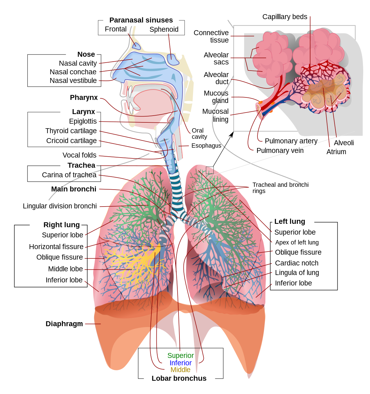 Detail Gambar Alveolus Sistem Pernapasan Manusia Nomer 11
