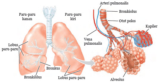 Detail Gambar Alveolus Sistem Pernapasan Manusia Nomer 17