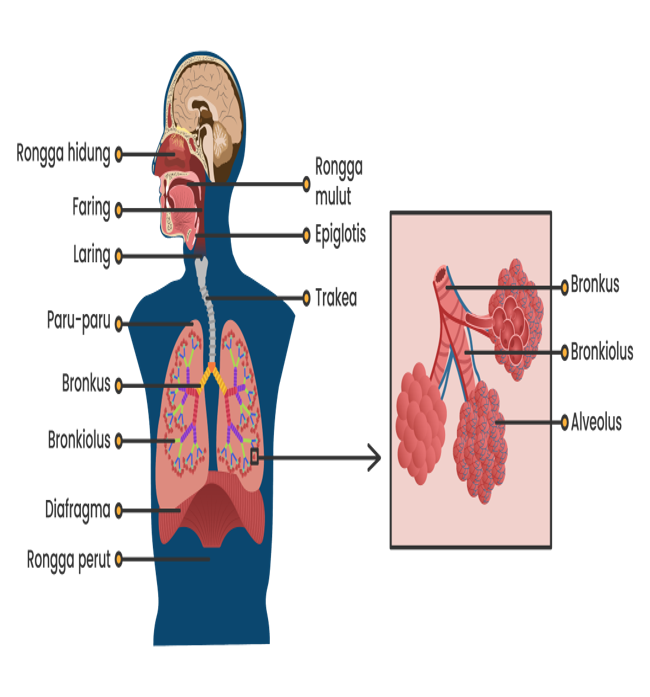 Detail Gambar Alveolus Sistem Pernapasan Manusia Nomer 22