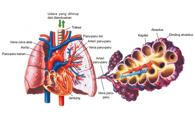 Detail Gambar Alveolus Sistem Pernapasan Manusia Nomer 26
