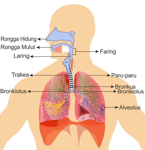 Detail Gambar Alveolus Sistem Pernapasan Manusia Nomer 27