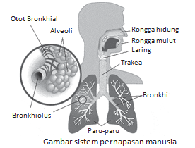 Detail Gambar Alveolus Sistem Pernapasan Manusia Nomer 28