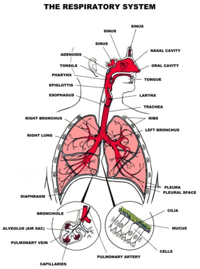 Detail Gambar Alveolus Sistem Pernapasan Manusia Nomer 35