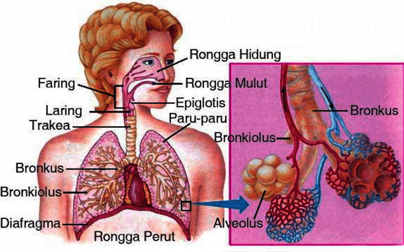 Detail Gambar Alveolus Sistem Pernapasan Manusia Nomer 38