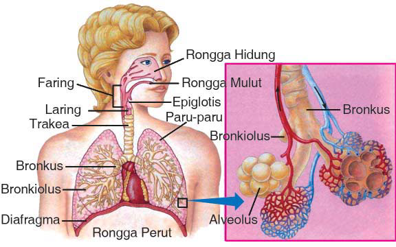 Detail Gambar Alveolus Sistem Pernapasan Manusia Nomer 4