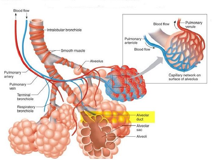 Detail Gambar Alveolus Sistem Pernapasan Manusia Nomer 7