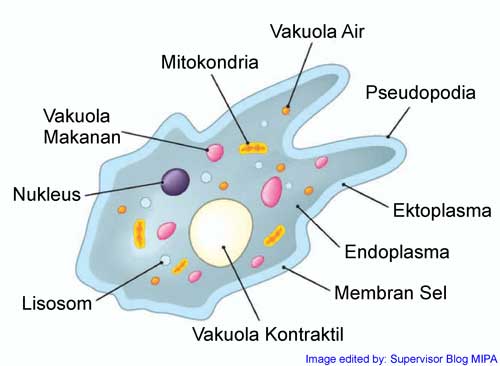 Gambar Amoeba Beserta Bagian Bagiannya - KibrisPDR