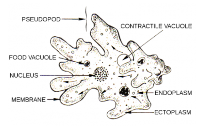 Detail Gambar Amoeba Beserta Bagian Bagiannya Nomer 3