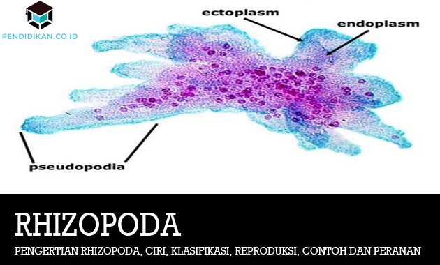 Detail Gambar Amoeba Beserta Bagian Bagiannya Nomer 15