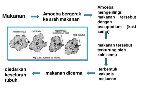 Detail Gambar Amoeba Beserta Bagian Bagiannya Nomer 19