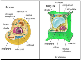 Detail Gambar Amoeba Beserta Bagian Bagiannya Nomer 28