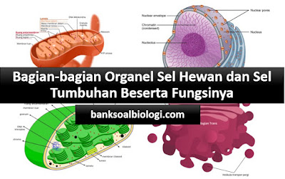 Detail Gambar Amoeba Beserta Bagian Bagiannya Nomer 38