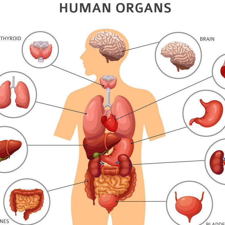 Gambar Anatomi Fisiologi Manusia - KibrisPDR