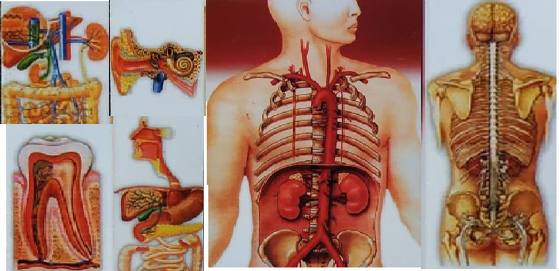 Detail Gambar Anatomi Fisiologi Manusia Nomer 9