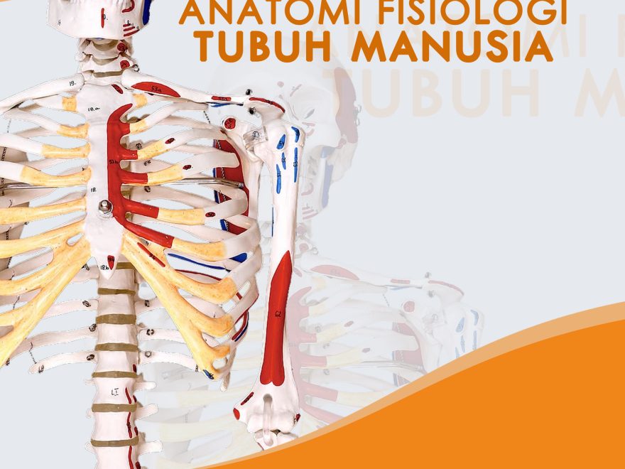 Detail Gambar Anatomi Fisiologi Manusia Nomer 10