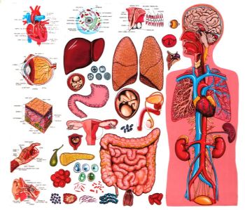 Detail Gambar Anatomi Fisiologi Manusia Nomer 2