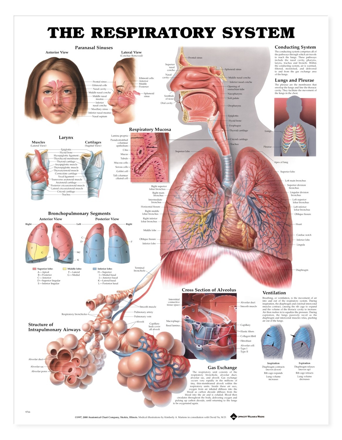 Detail Gambar Anatomi Fisiologi Manusia Nomer 14