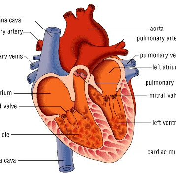 Detail Gambar Anatomi Fisiologi Manusia Nomer 15