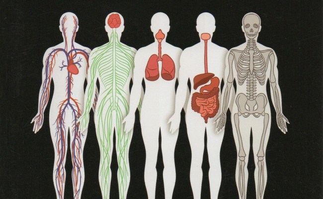 Detail Gambar Anatomi Fisiologi Manusia Nomer 19