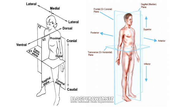 Detail Gambar Anatomi Fisiologi Manusia Nomer 20