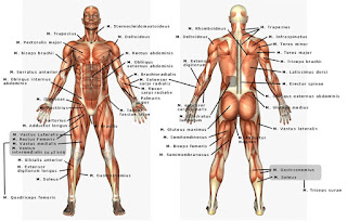 Detail Gambar Anatomi Fisiologi Manusia Nomer 21