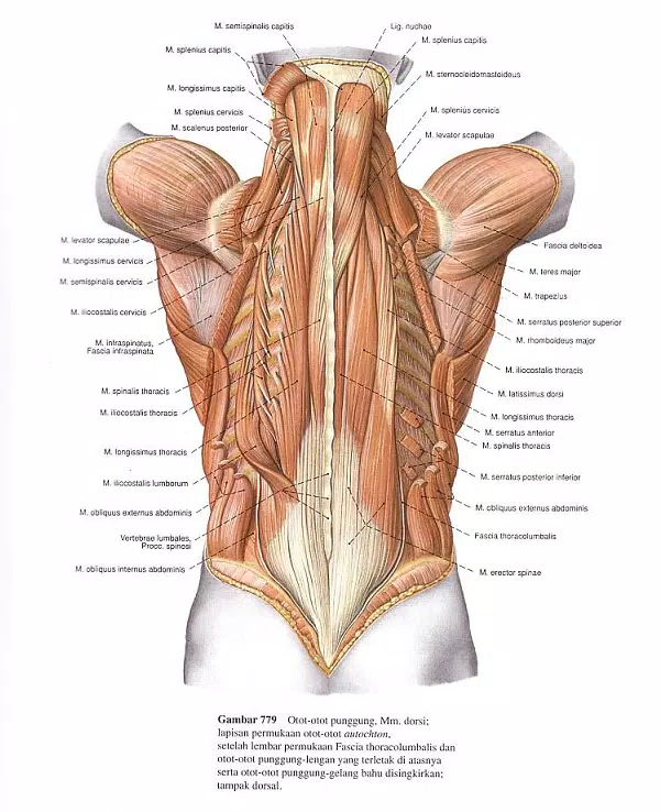 Detail Gambar Anatomi Fisiologi Manusia Nomer 32