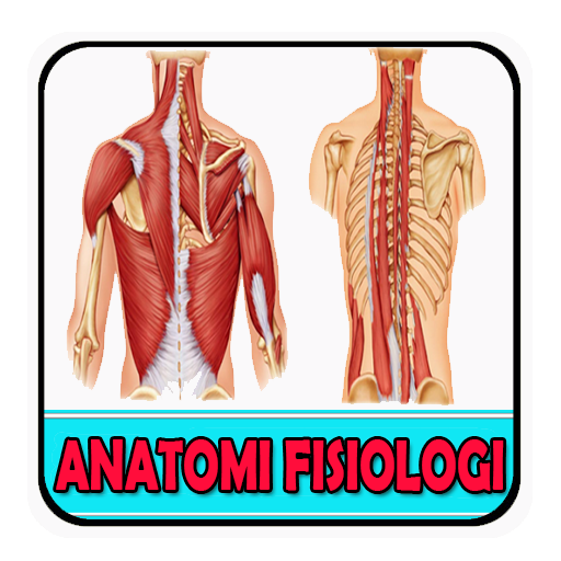 Detail Gambar Anatomi Fisiologi Manusia Nomer 6