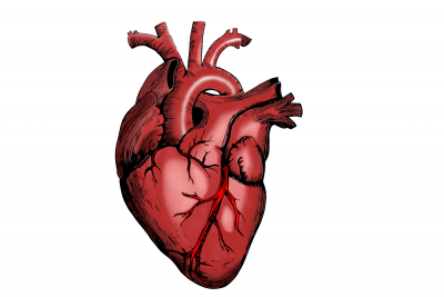 Detail Gambar Anatomi Jantung Manusia Nomer 13