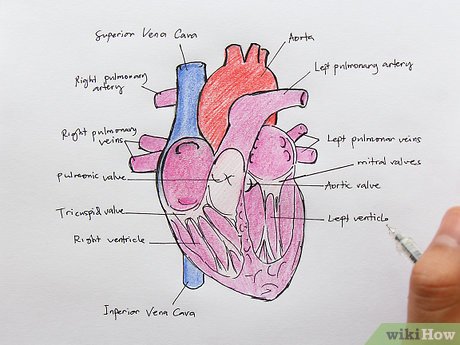Detail Gambar Anatomi Jantung Manusia Nomer 14