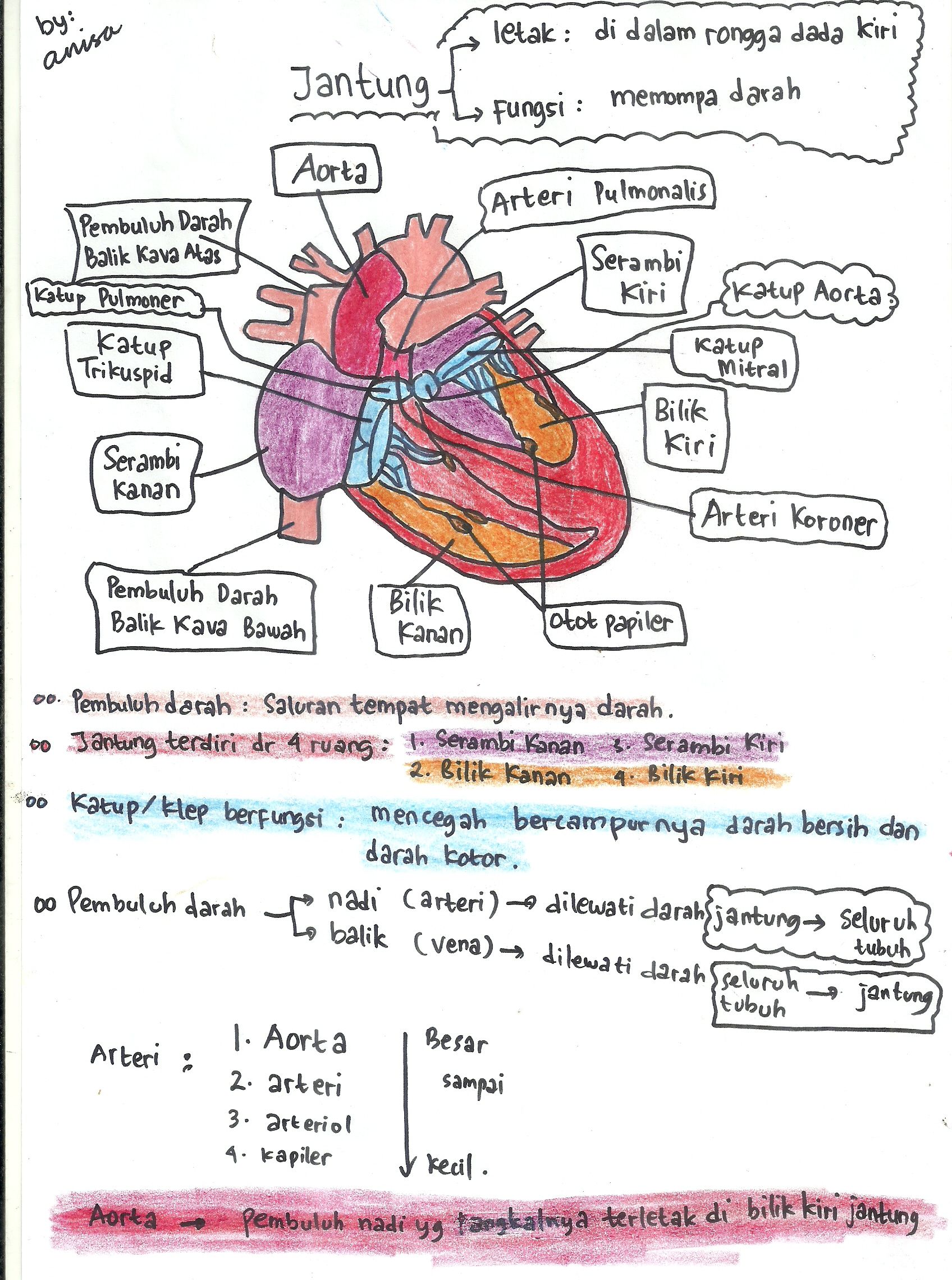 Detail Gambar Anatomi Jantung Manusia Nomer 15