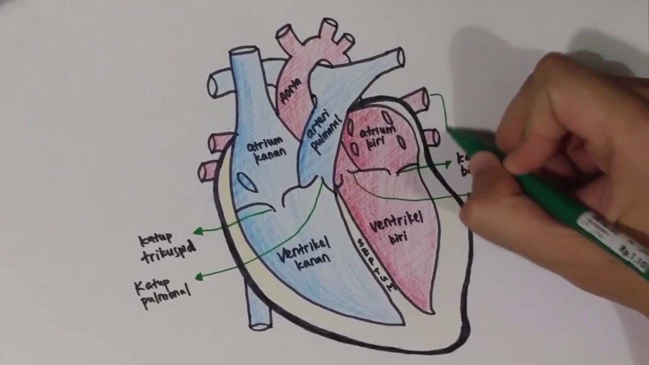 Detail Gambar Anatomi Jantung Manusia Nomer 18