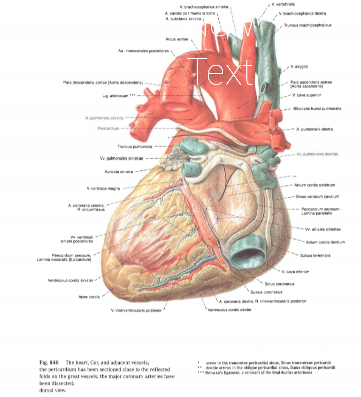 Detail Gambar Anatomi Jantung Manusia Nomer 21