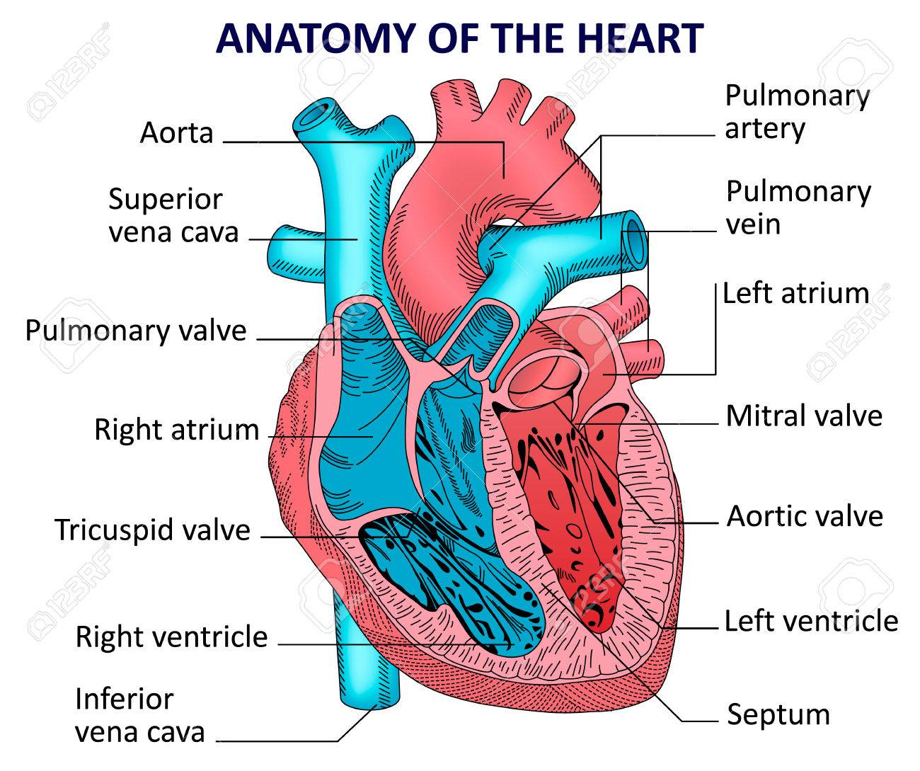 Detail Gambar Anatomi Jantung Manusia Nomer 23