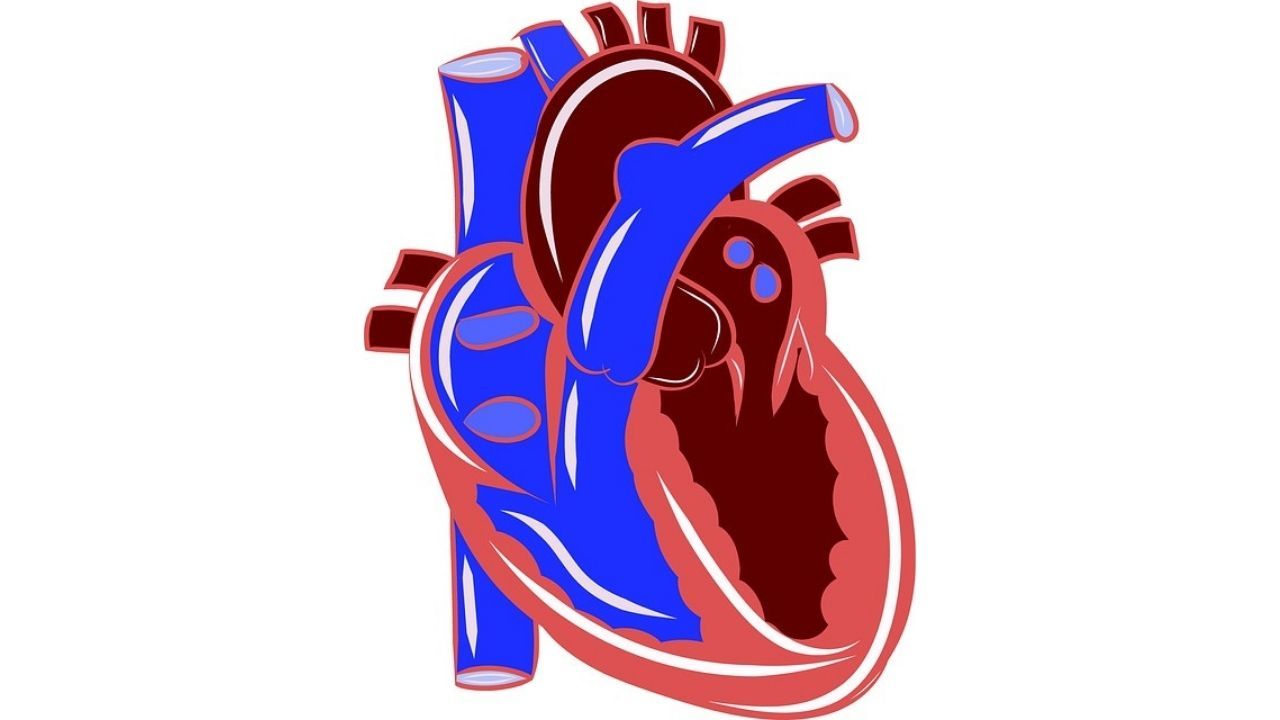 Detail Gambar Anatomi Jantung Manusia Nomer 26