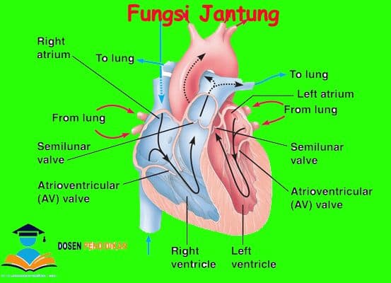 Detail Gambar Anatomi Jantung Manusia Nomer 28