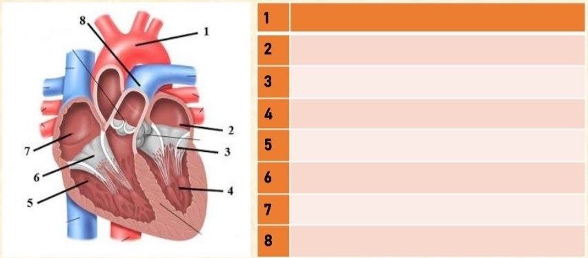 Detail Gambar Anatomi Jantung Manusia Nomer 29