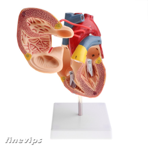 Detail Gambar Anatomi Jantung Manusia Nomer 32