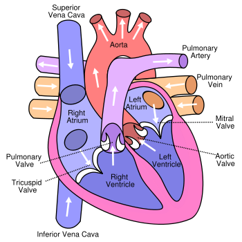 Detail Gambar Anatomi Jantung Manusia Nomer 4